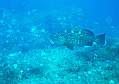 port cros 20-08 013